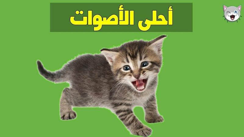 اصوات قطط مضحكة , اصوات جميله للقطط ممكن وضعها نغمه