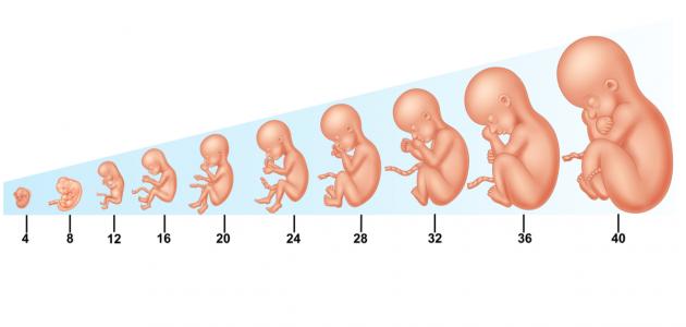 صور مراحل تكوين الجنين , تطور الطفل في بطن امه