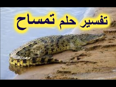 تفسير حلم تمساح - راي مفسرة الاحلام في حلم التمساح 2943