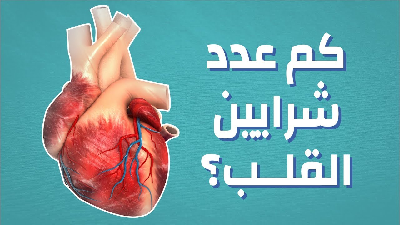 موضوع عن القلب , ما هي وظيفة القلب في جسم الانسان