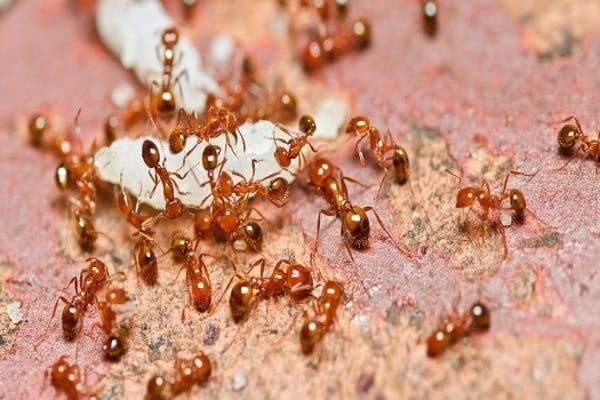 النمل في المنام على الجسم - ماذا يحدث عند رؤيه النمل في المنام 3072