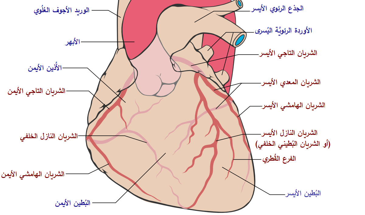 اسباب رفة القلب - ما هى اسباب رفة القلب 1298 2