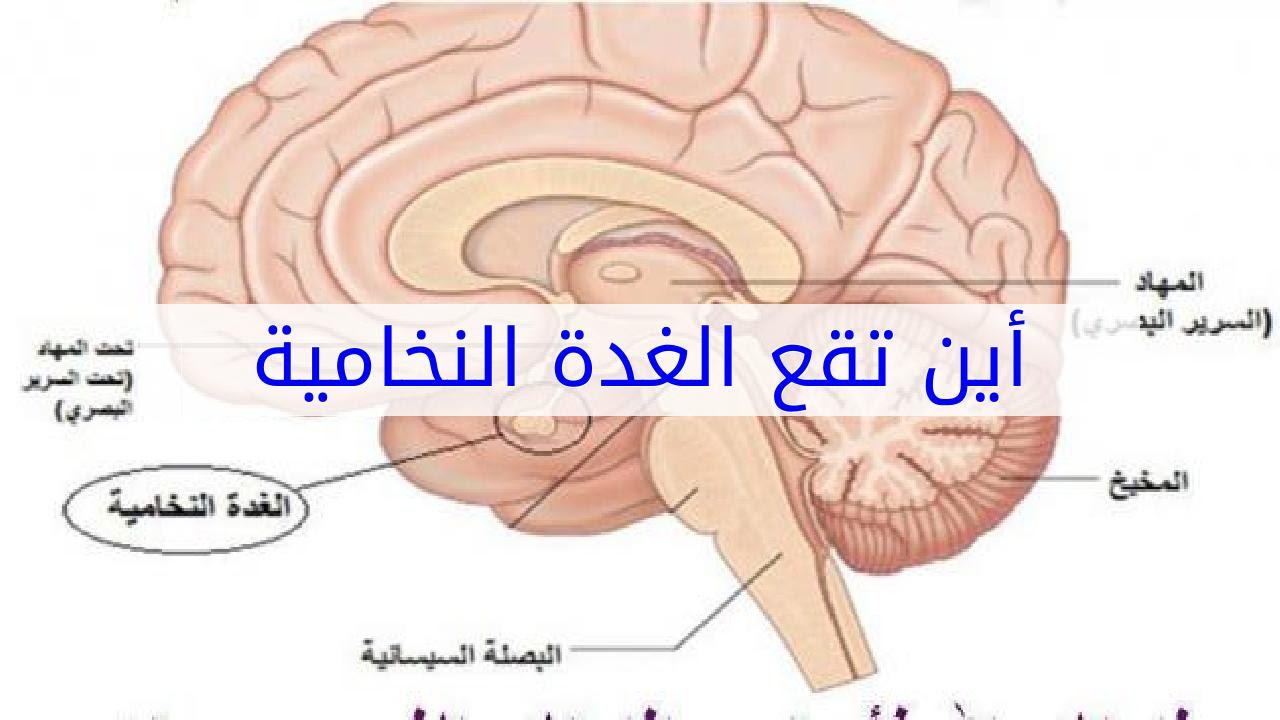 اين توجد الغدة النخامية - موقع الغدة النخامية الذي يجهلها الكثير 1490 2