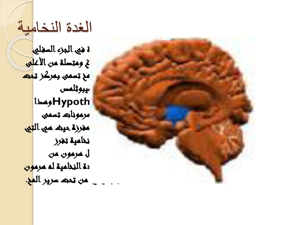 اين توجد الغدة النخامية - موقع الغدة النخامية الذي يجهلها الكثير 1490 3