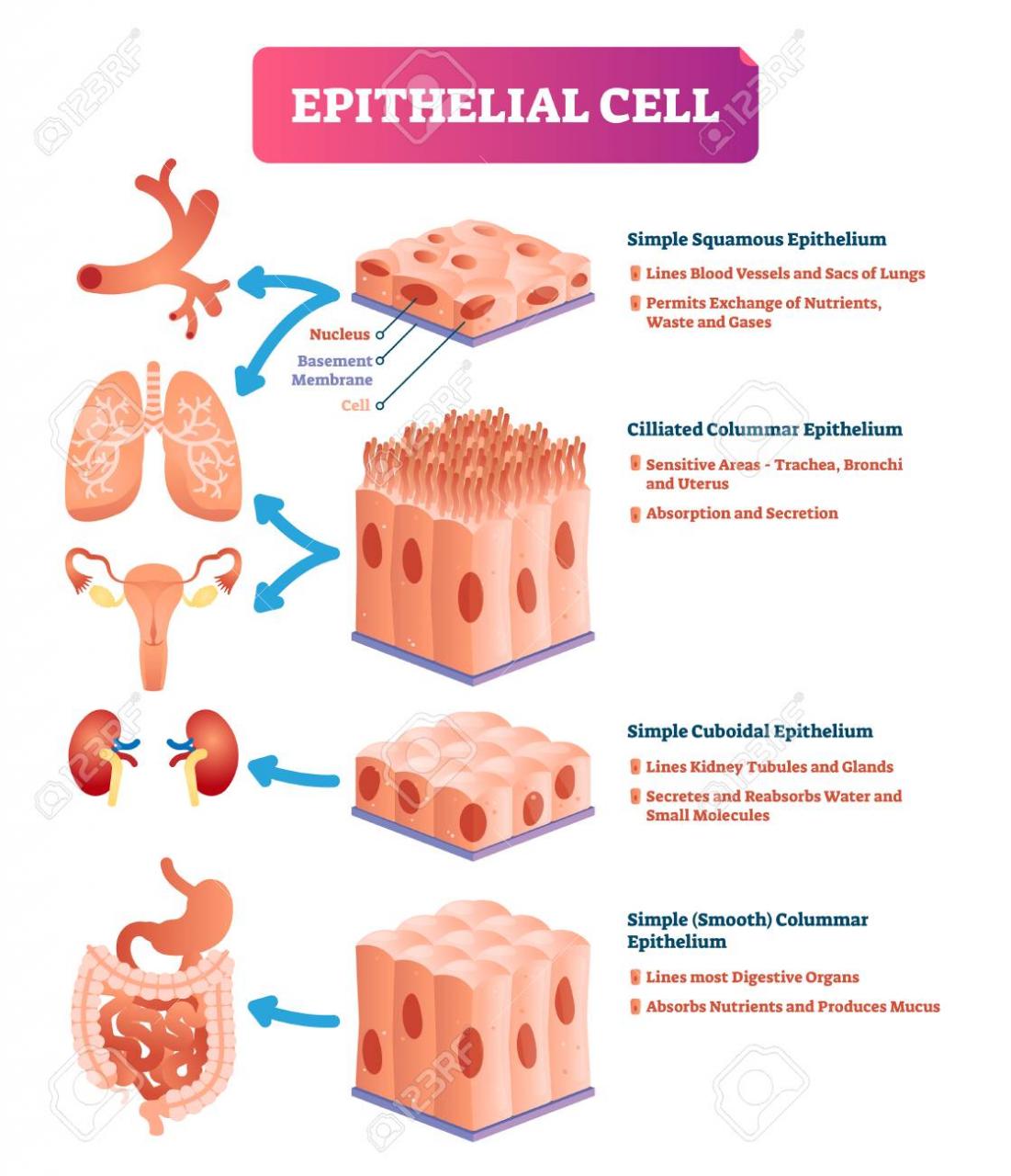 معنى epithelial cells , تعريف المصطلحات في تحليل البول