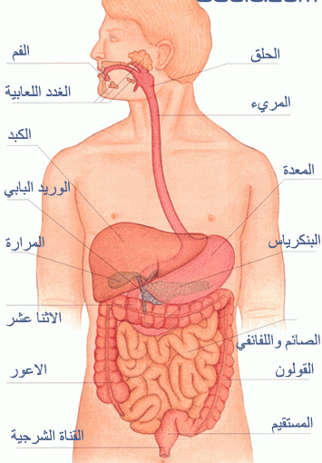 كثرة خروج الغازات في النفاس - اسباب حدوث الغازات بعد الولادة 2615