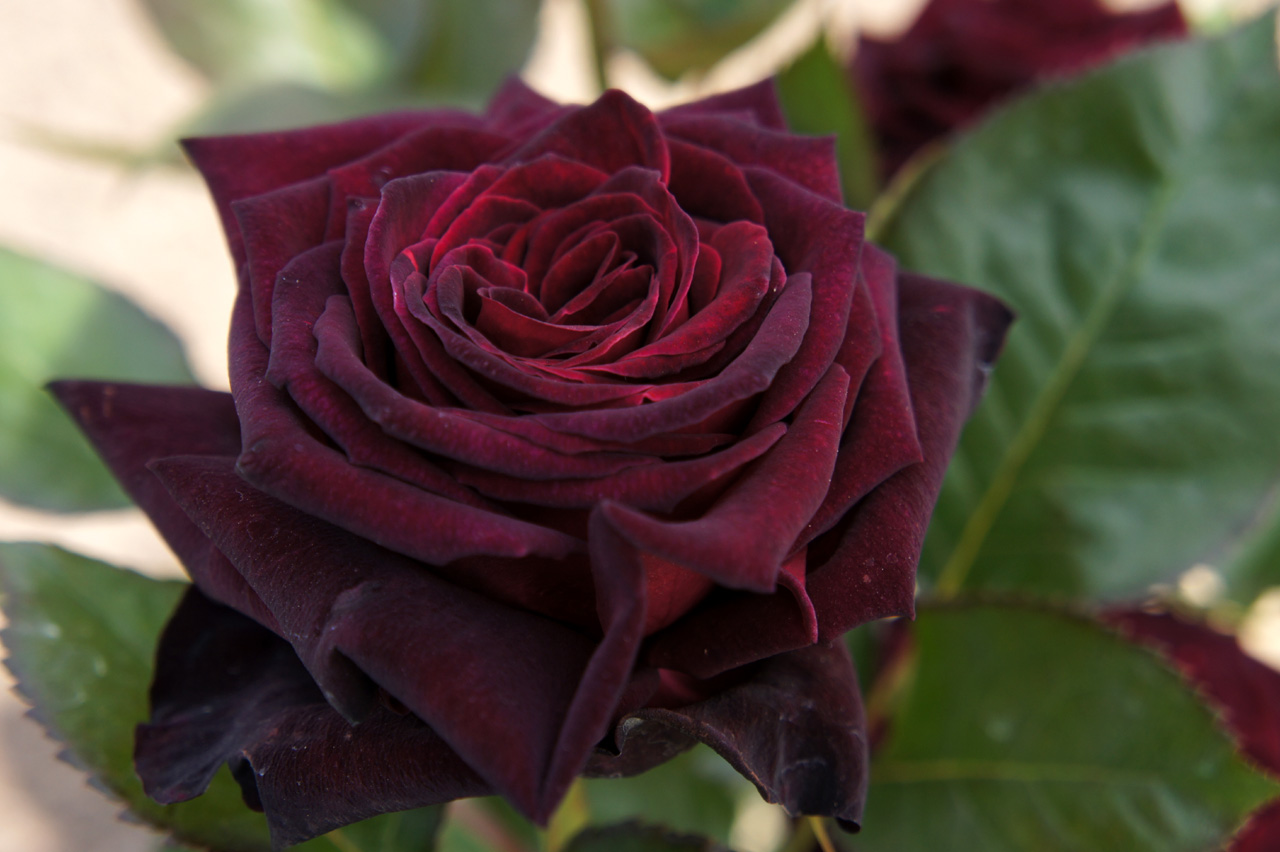 اجمل ورد احمر جمال الورود و اروع انواع الورد الاحمر طقطقه