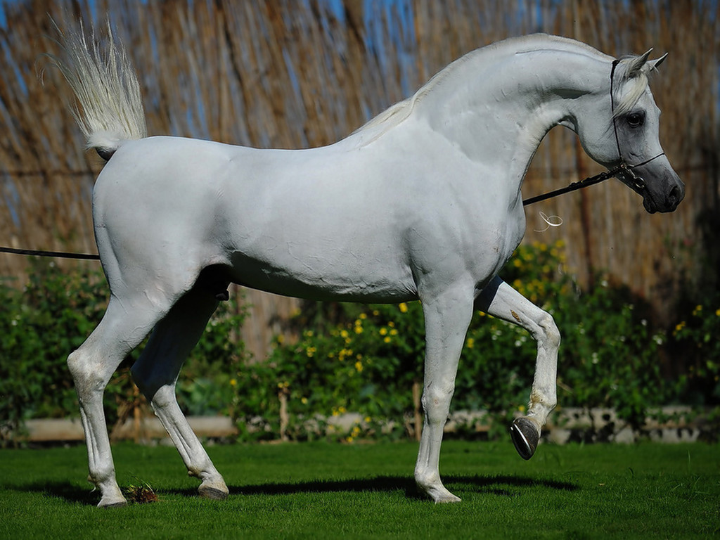 صور خيل عربي , اجمل خلفيات الخيل العربي الاصيل