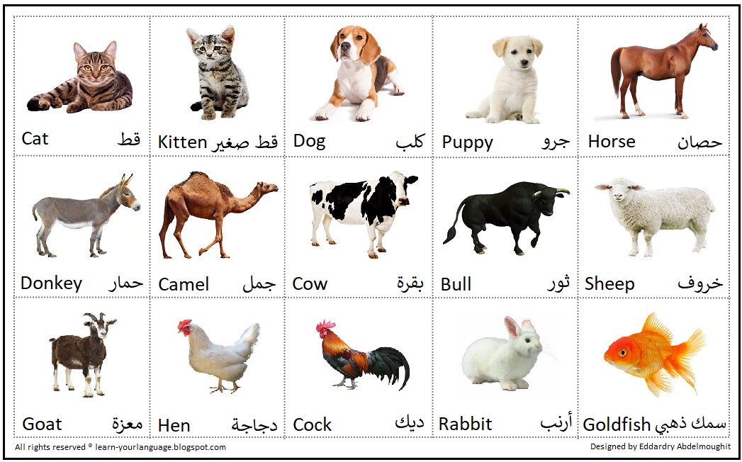 اسماء الحيوانات باللغة الانجليزية تعرف على معاني الحيوانات