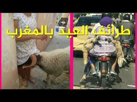 طرائف عيد الاضحى , الخروف و اكل اللحوم بكثره ومواقف مضحكه