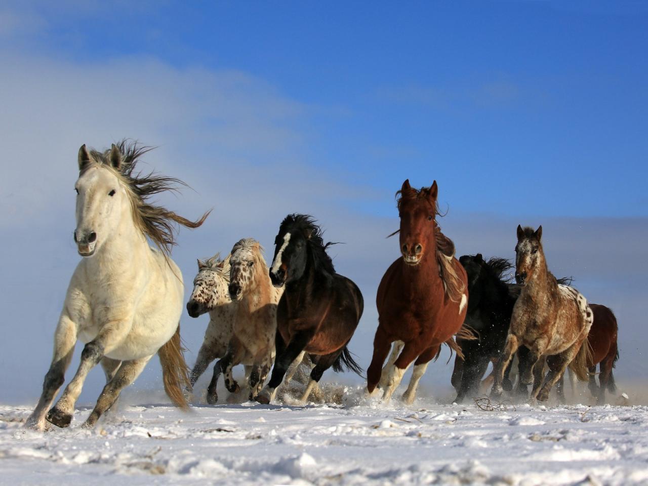 صورة الحصان العربي , مميزات الخيل العربي الاصيل بالصور