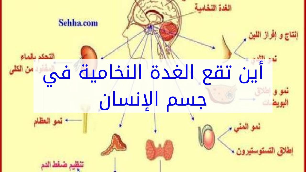 اين توجد الغدة النخامية , موقع الغدة النخامية الذي يجهلها الكثير